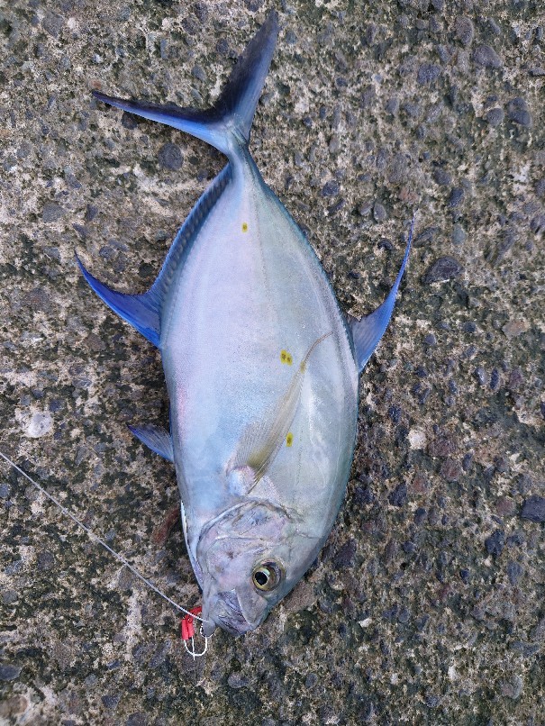 八丈島の堤防釣り 第３の釣り