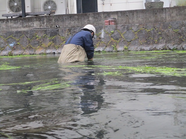 まだまだ水位が高い中で今年最後の「田宿川の川そうじ」_f0141310_08143871.jpg