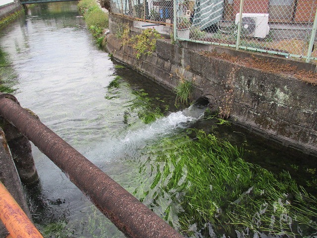 まだまだ水位が高い中で今年最後の「田宿川の川そうじ」_f0141310_08144440.jpg