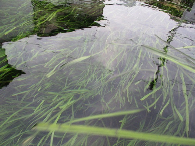 まだまだ水位が高い中で今年最後の「田宿川の川そうじ」_f0141310_08145132.jpg