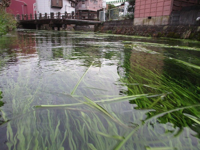 まだまだ水位が高い中で今年最後の「田宿川の川そうじ」_f0141310_08145937.jpg