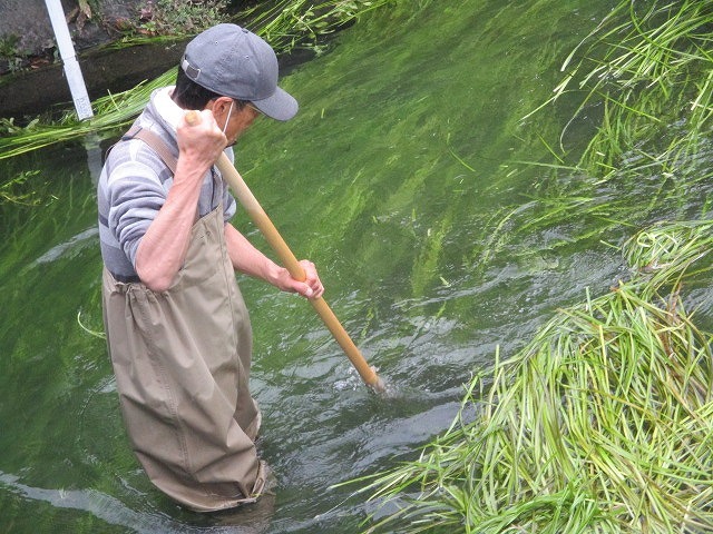 まだまだ水位が高い中で今年最後の「田宿川の川そうじ」_f0141310_08150689.jpg