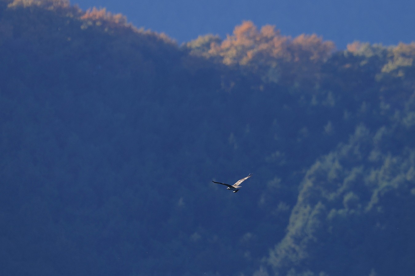 ミサゴ 山肌の青緑と黄葉_f0369315_14424663.jpg
