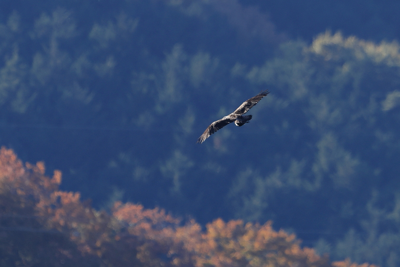 ミサゴ 山肌の青緑と黄葉_f0369315_14424741.jpg