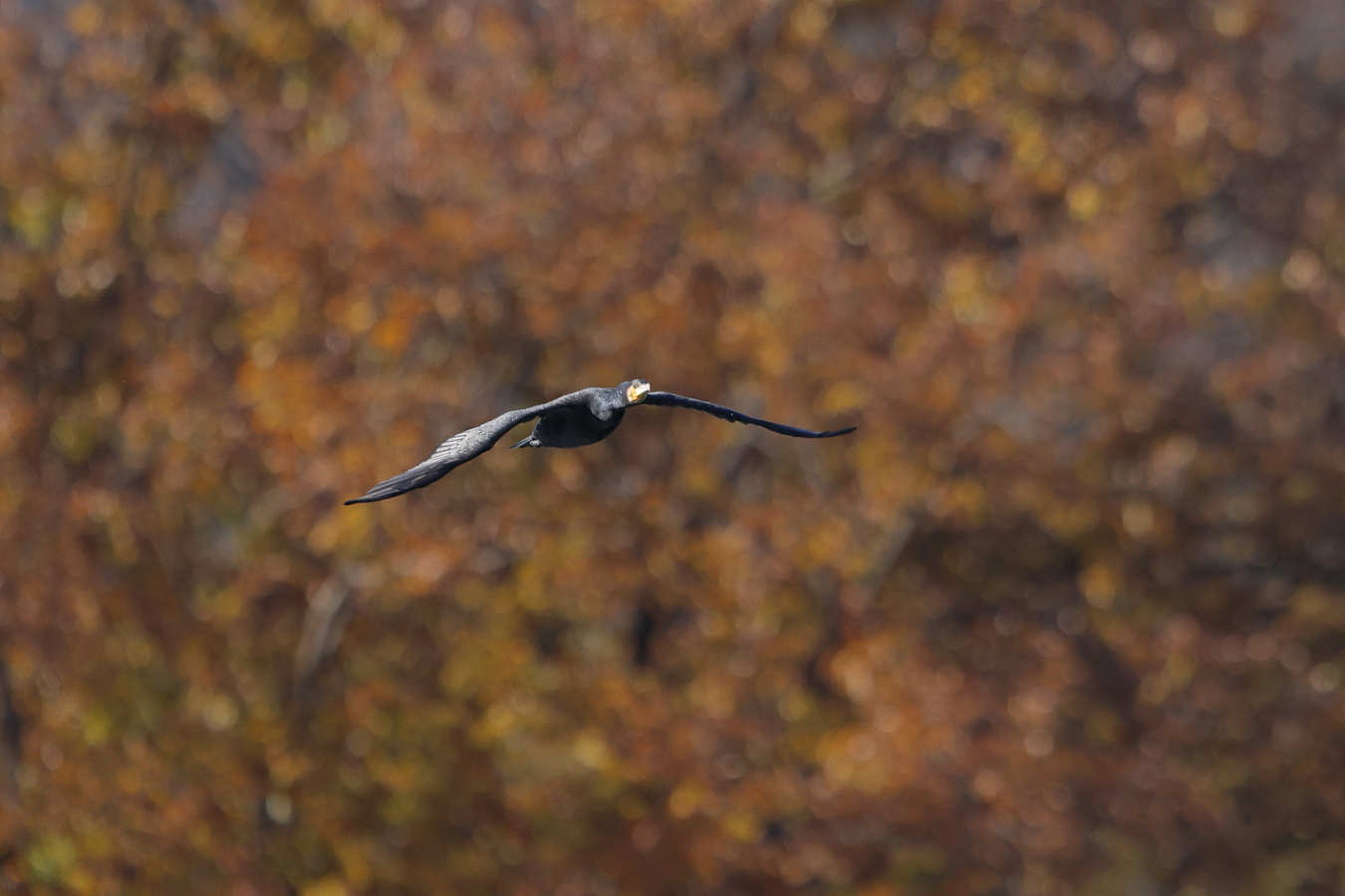 カワウ 紅葉背景に_f0369315_20512416.jpg