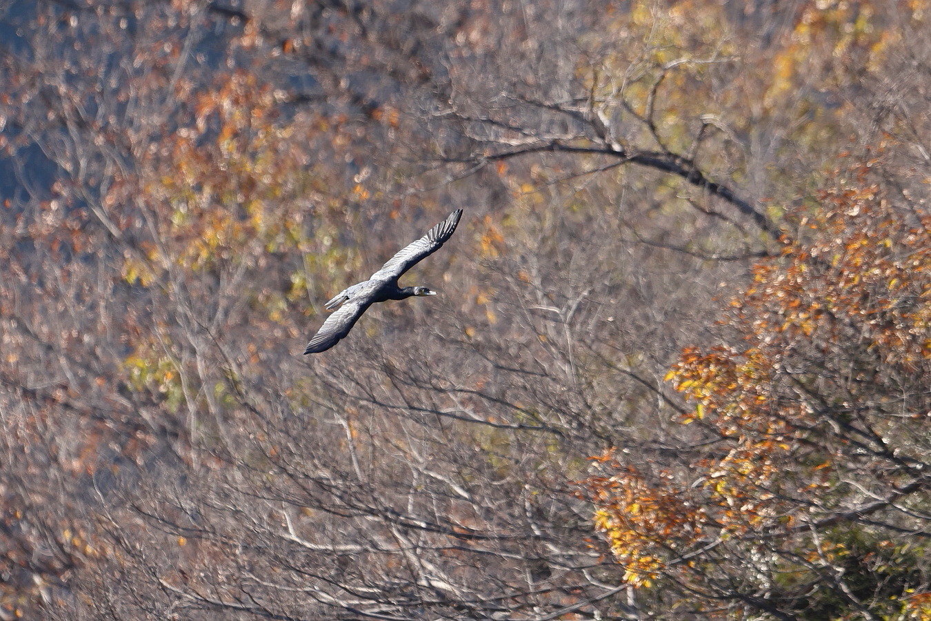 カワウ 紅葉背景に_f0369315_20512582.jpg