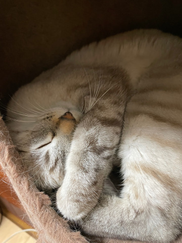 すもものその後_b0340621_17102454.jpeg