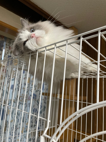 すもものその後_b0340621_17103457.jpeg