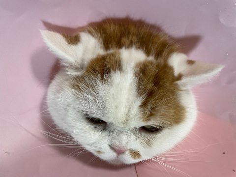 すもものその後_b0340621_17113763.jpeg