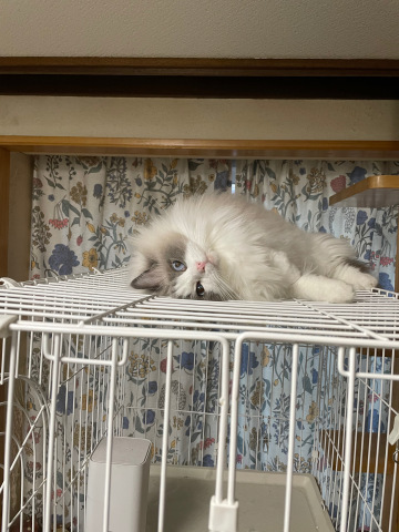 すもものその後_b0340621_17211579.jpeg