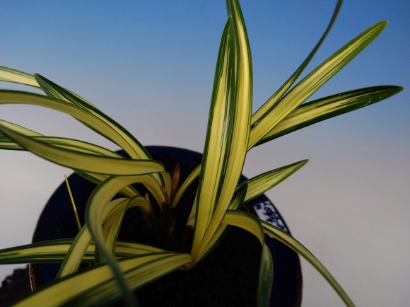 韓国春蘭 力和 : 蘭万園日記