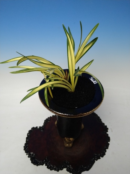 春蘭　韓国春蘭　力和 韓国春蘭 力和 : 蘭万園日記