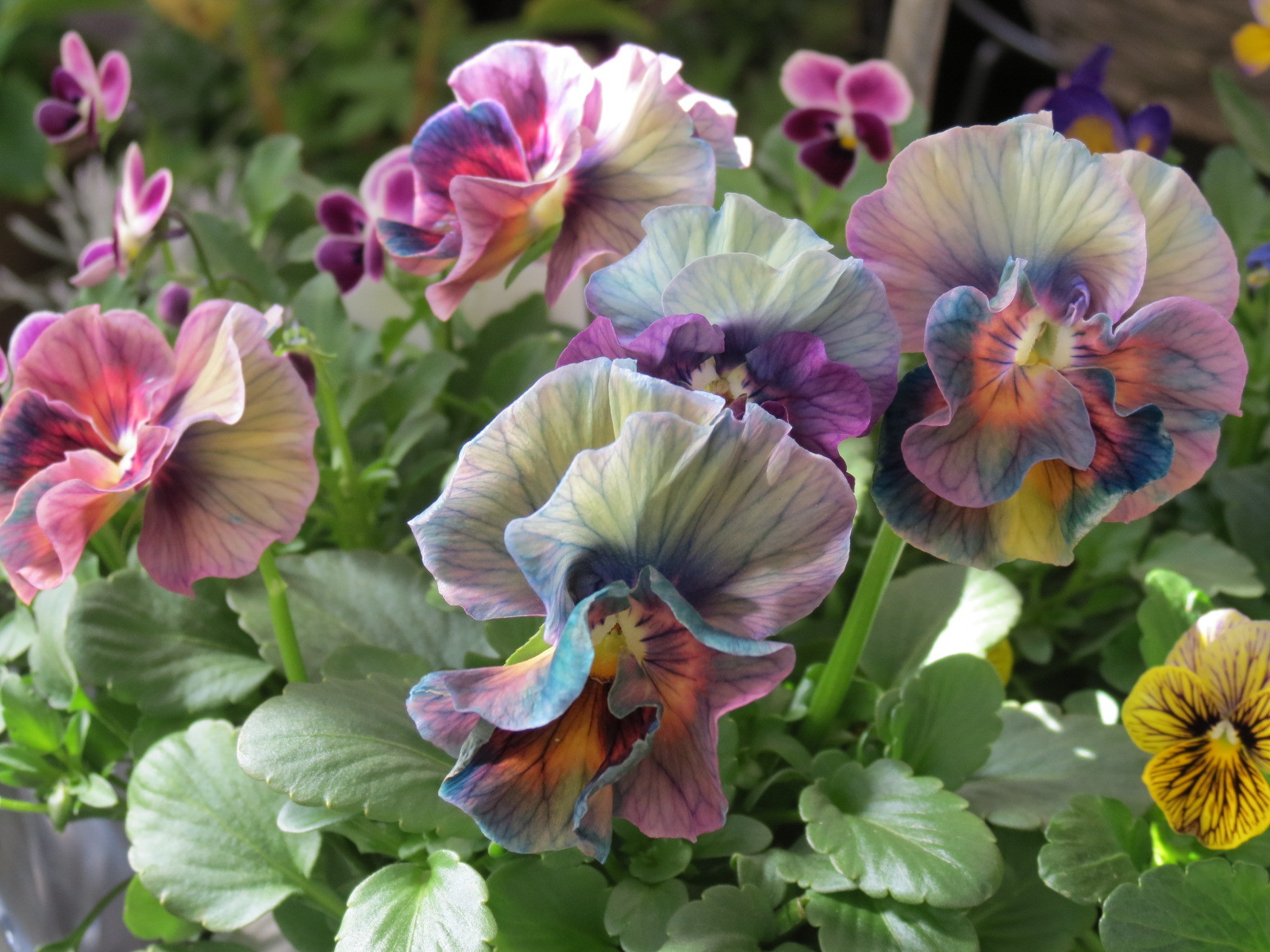 ◇ボリューム満点 2苗◇優しいお色目アイスブルー◇フリル咲きパンジー