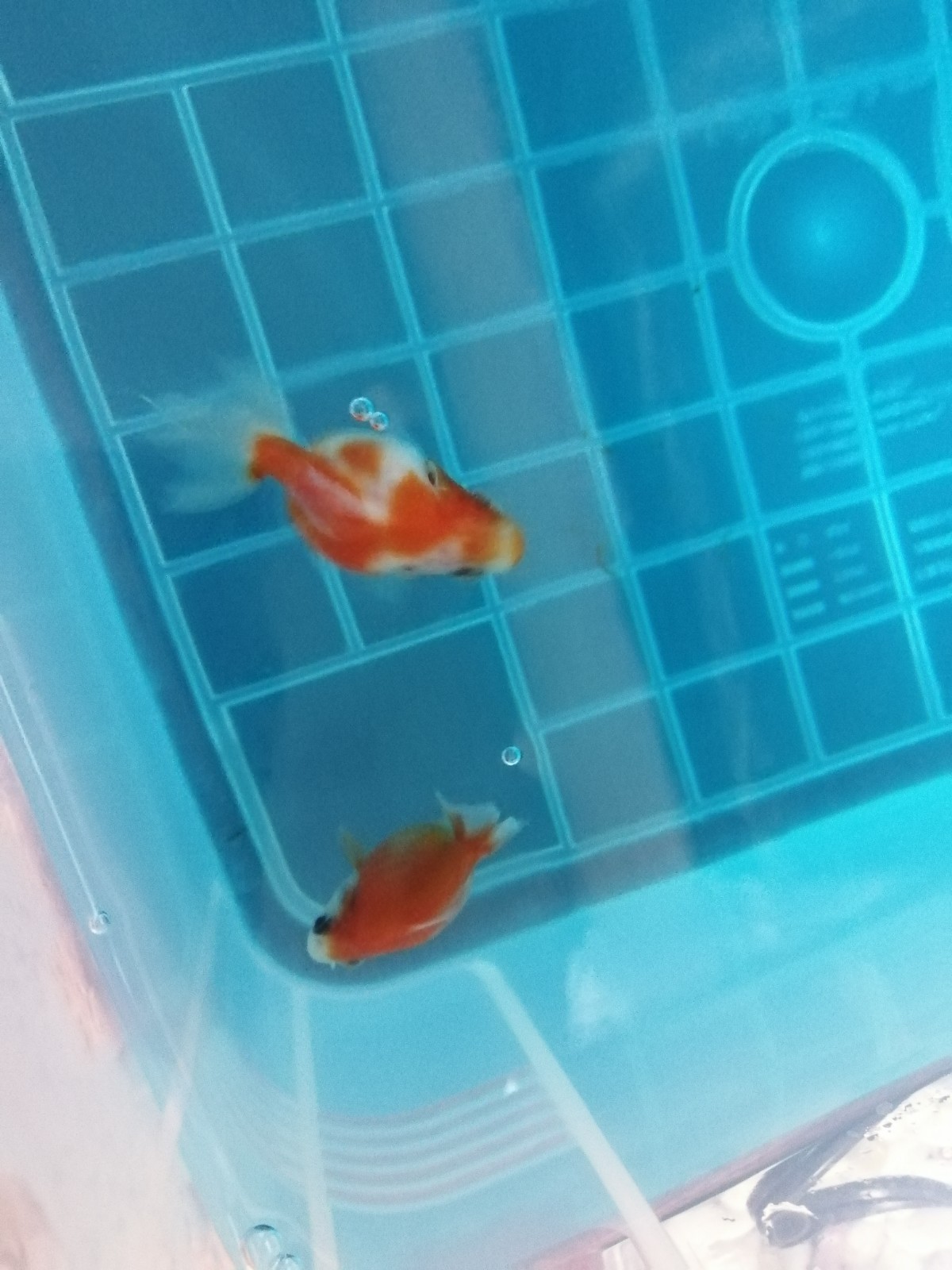 ピンポンパール赤ちゃん病気治ったかな めちゃくちゃ可愛い ぽっちゃり小赤の金魚ブログ