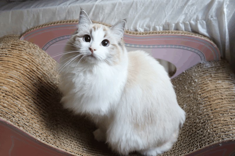 かわいいネコちゃんラトル かわいい かわいい ねこイースターちゃん｜株式会社キタンクラブ