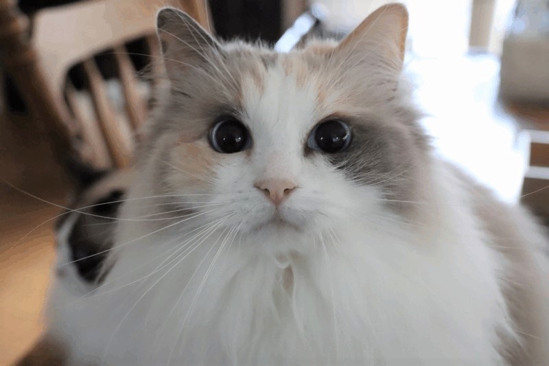 りょうちゃん様 リクエスト 2点 まとめ商品 「猫の背中にピノキオ／ラグドール」 🐾✧* お姫様ごっこでおはいちご🍓( ơ v ơ