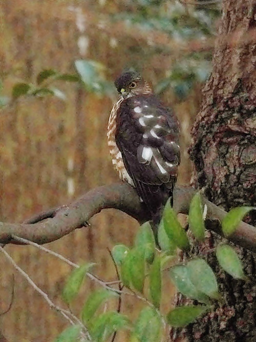 ツミ（今季初認）が居たんじゃ冬鳥は隠れるよね～　2021/12/7 Tokyo_d0129921_16191771.jpg