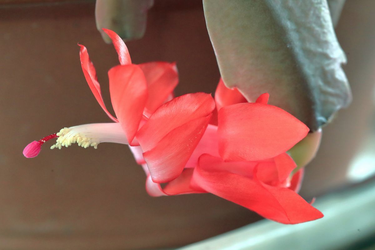 クリスマス カクタス Granpa Toshiのeos的写真生活