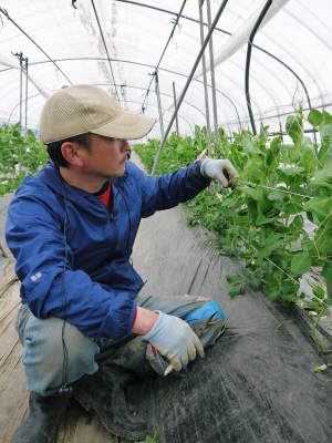 スナップエンドウ「シャキ甘“菊光”」 花咲く様子を現地取材!令和3年度は年明け1月上旬からの出荷開始です! _a0254656_17582888.jpg