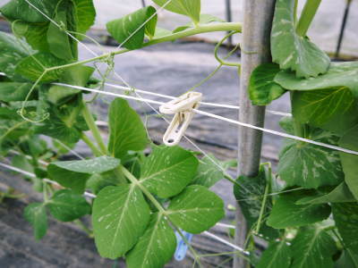 スナップエンドウ「シャキ甘“菊光”」 花咲く様子を現地取材!令和3年度は年明け1月上旬からの出荷開始です! _a0254656_18080537.jpg