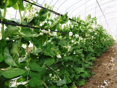 スナップエンドウ「シャキ甘“菊光”」 花咲く様子を現地取材!令和3年度は年明け1月上旬からの出荷開始です! _a0254656_18112714.jpg