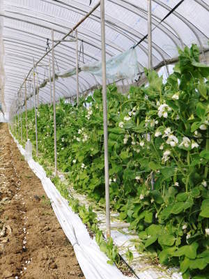 スナップエンドウ「シャキ甘“菊光”」 花咲く様子を現地取材!令和3年度は年明け1月上旬からの出荷開始です! _a0254656_18342627.jpg
