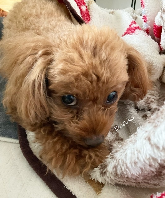 ブラックでカッコよく バニティーBOX&キューブの収納箱_f0200568_11495298.jpeg