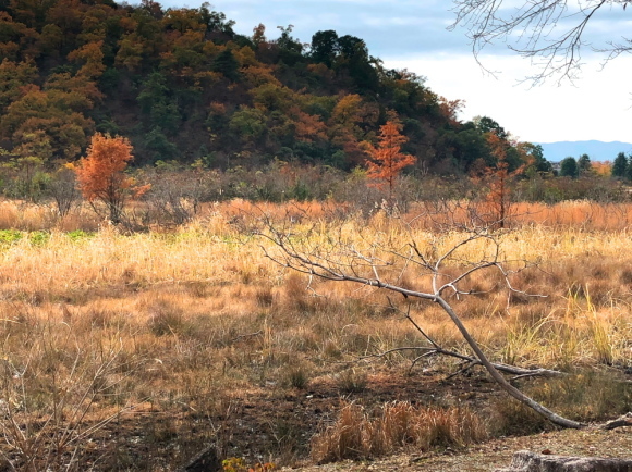 　　　　　＜　深泥池の紅葉風景　＞_c0036080_15123926.jpg