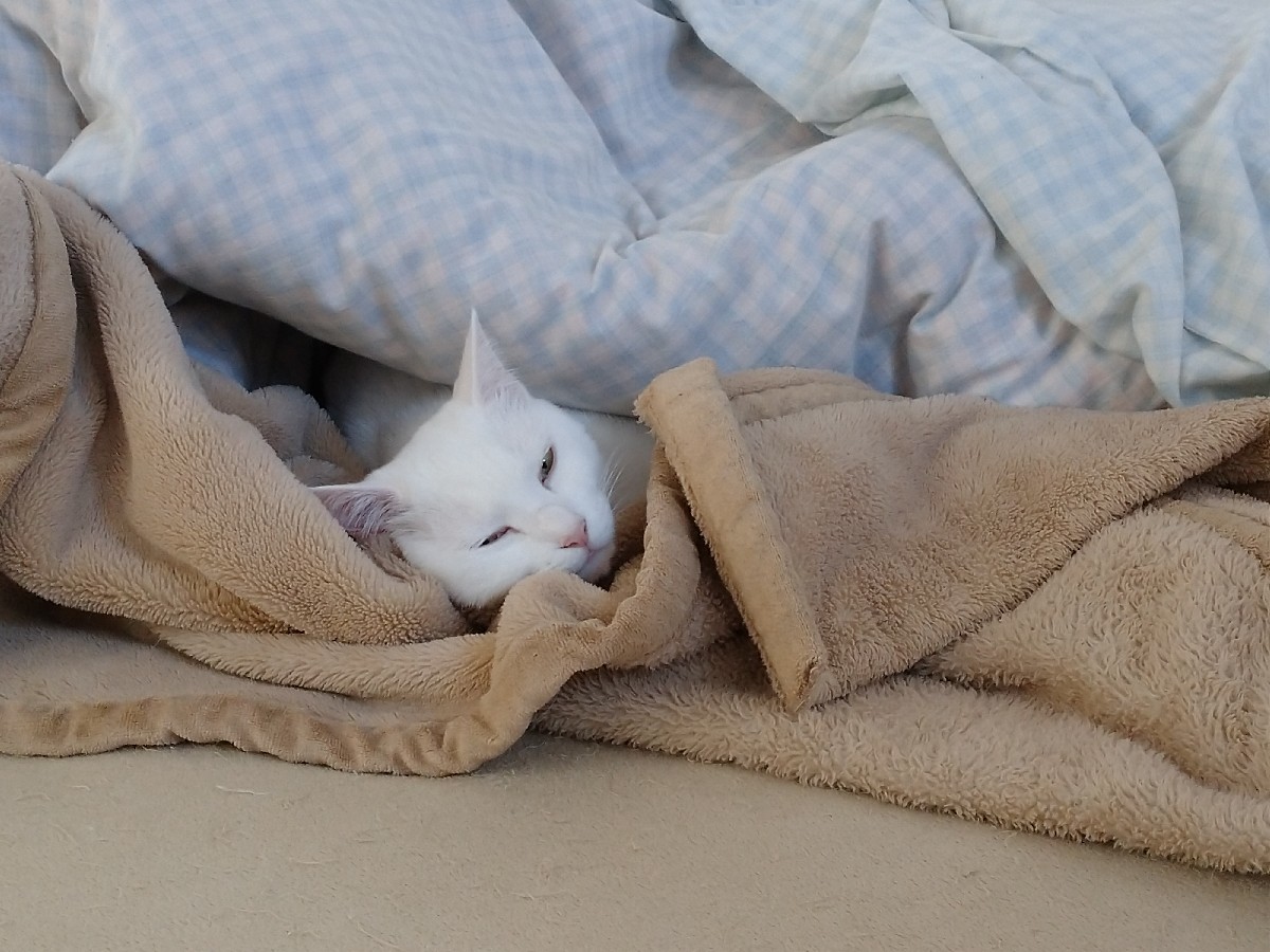 届きました_f0197985_00201480.jpg