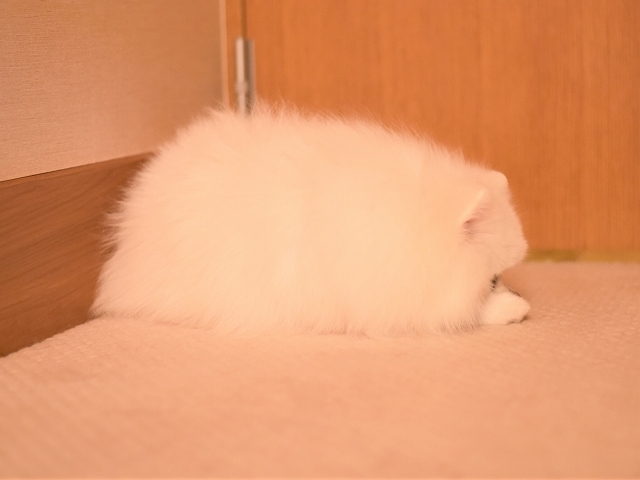 しょぼしょぼ_d0360206_19345606.jpg