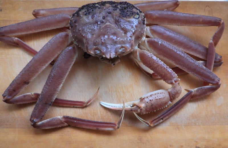 松葉ガニの上手な買い方 なんでもブログ２