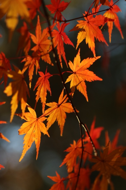 紅葉　散る前の輝き_a0052155_13441686.jpg
