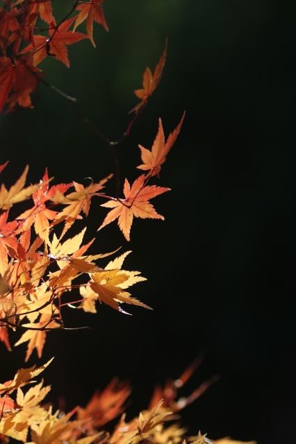 紅葉　散る前の輝き_a0052155_13443281.jpg