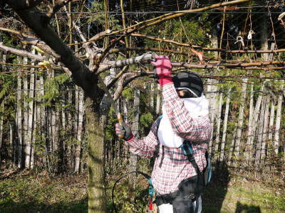 熊本梨 本藤果樹園 令和4年度の本格的な栽培スタート!まずは落葉した果樹に荒剪定を行います。_a0254656_17523012.jpg