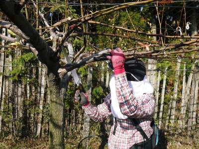 熊本梨　本藤果樹園　令和4年度の本格的な栽培スタート！まずは落葉した果樹に荒剪定を行います。_a0254656_17591372.jpg