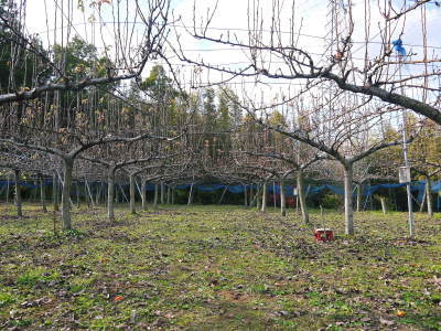 熊本梨　本藤果樹園　令和4年度の本格的な栽培スタート！まずは落葉した果樹に荒剪定を行います。_a0254656_18470890.jpg