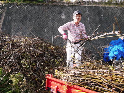 熊本梨 本藤果樹園 令和4年度の本格的な栽培スタート!まずは落葉した果樹に荒剪定を行います。_a0254656_18540780.jpg