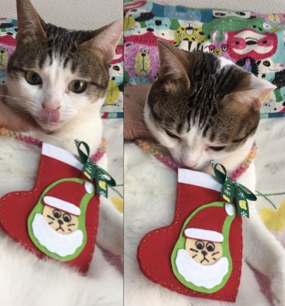 クリスマス絵手紙 ニコちゃん達 サンタごんちゃん : まゆみのお クリスマス絵手紙 ニコちゃん達 サンタごんちゃん : まゆみのお