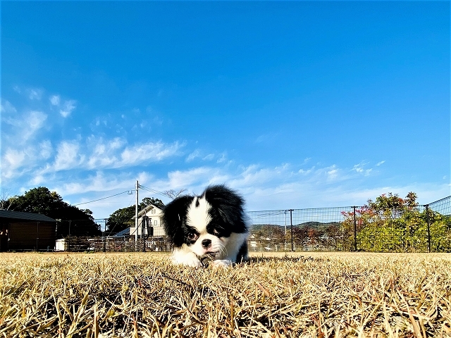 特集・国犬_d0360206_19232118.jpg