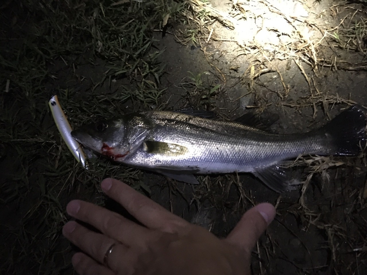 雨後の竹の子釣法 ロンの釣り 時々日常