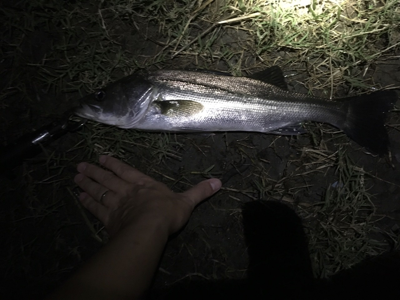 雨後の竹の子釣法 ロンの釣り 時々日常