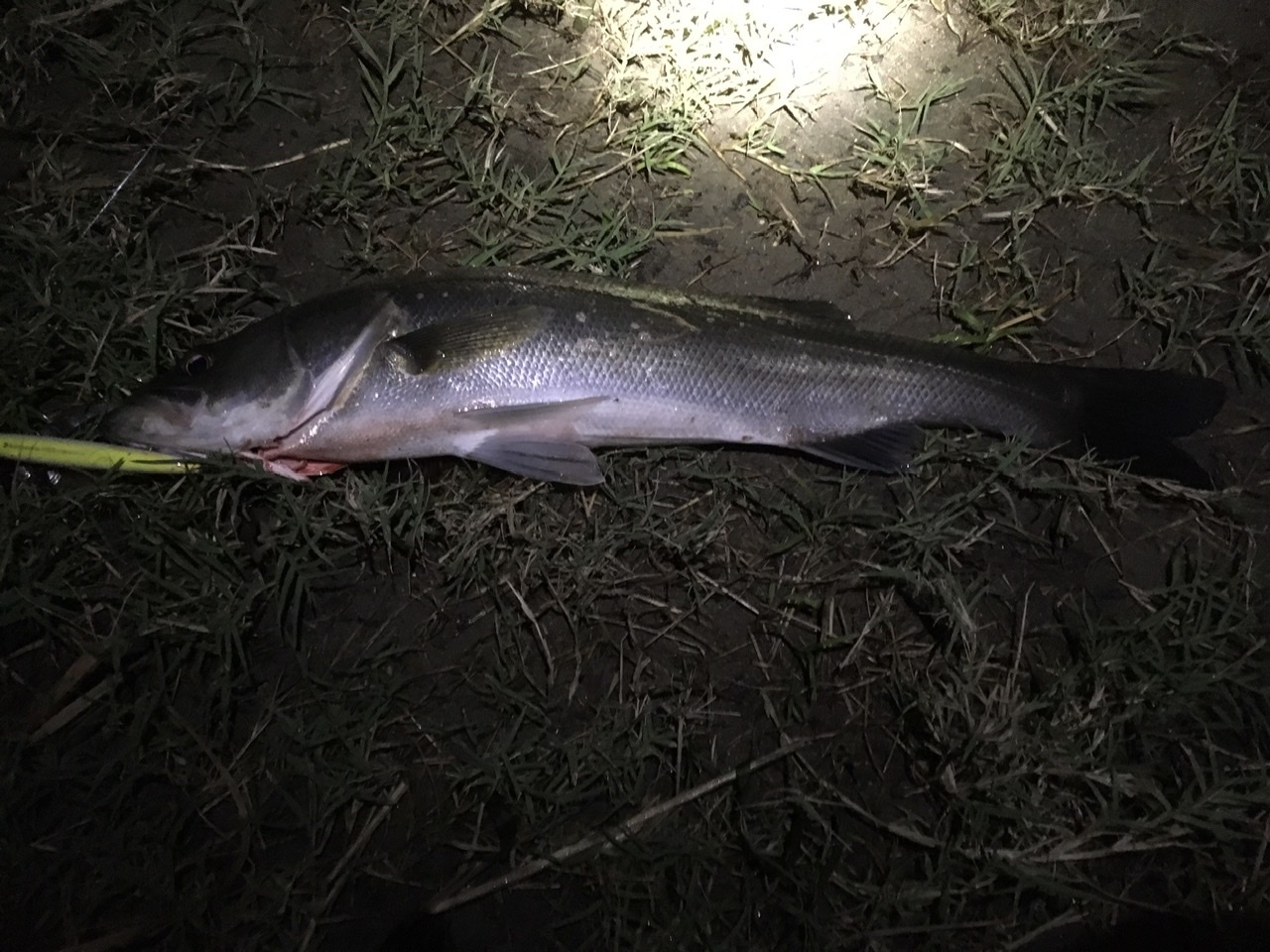 雨後の竹の子釣法 ロンの釣り 時々日常