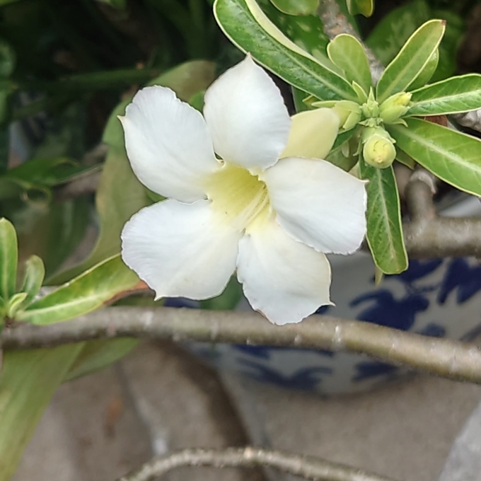 砂漠のバラ 白い花 写真と短い文章 5 砂漠のバラ 白い花 写真と短い文章 5