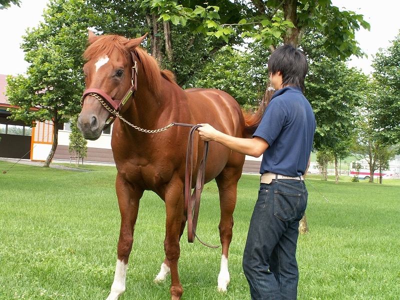 日本競馬史上最強のオールラウンダー・アグネスデジタルが死亡_b0015386_22163616.jpg