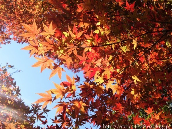 冬の始めの植栽スペースともみじの紅葉_c0293787_17131946.jpg