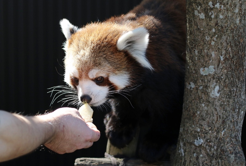 かわいい２歳のお父さん和（かず）_a0306502_22411929.jpg