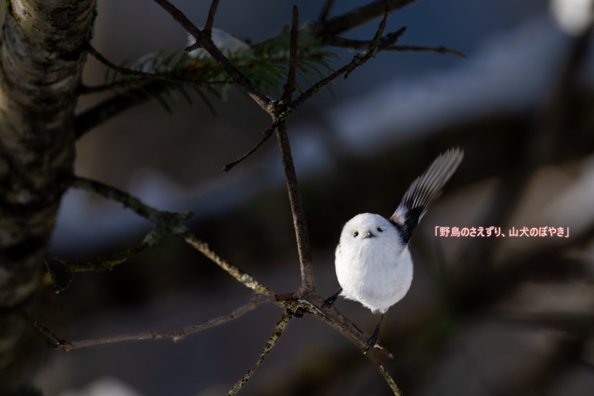 今日もシマエナガ 野鳥のさえずり 山犬のぼやき