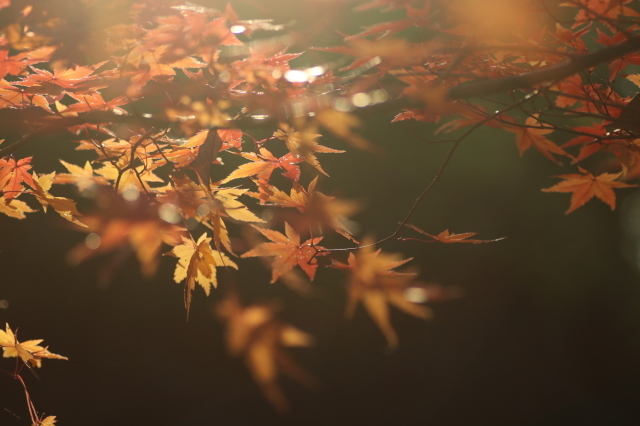 紅葉　　優しい光のなかで_a0052155_19300180.jpg