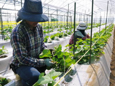 熊本産!匠の高級マスクメロン大好評予約販売受付中!令和3年度の冬期分を本日初出荷しました! _a0254656_18071264.jpg