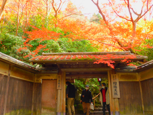 瑠璃光院、秋の特別拝観。_e0136066_23412447.jpg
